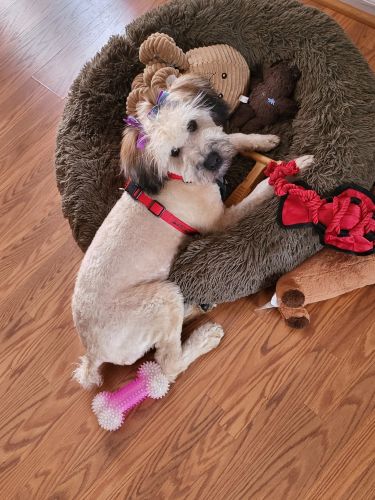 Cinnamon 7mth old pup