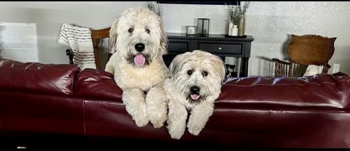 Kathi’s Wheatens