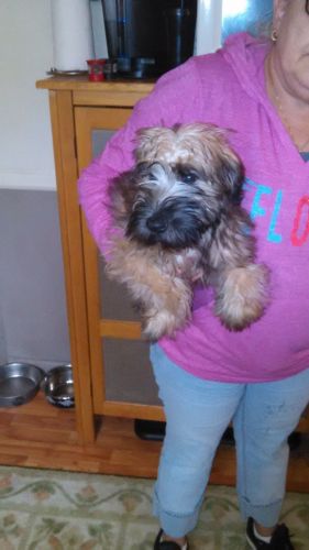 Soft Coated Wheaten Terrier