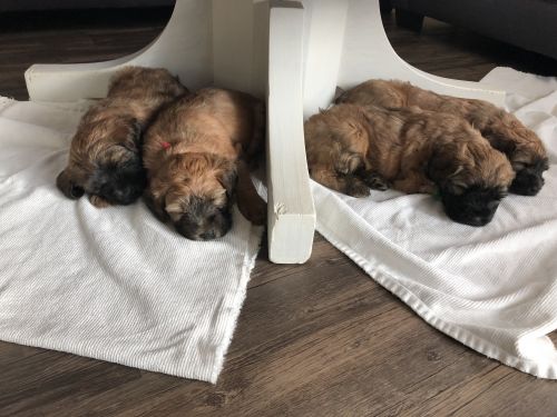 Soft coated wheaten terrier puppies