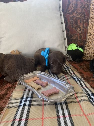 Soft-Coated Whoodle Puppy LUCKY