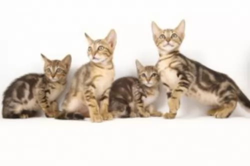 sokoke cats - caring