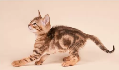 sokoke kitten - description