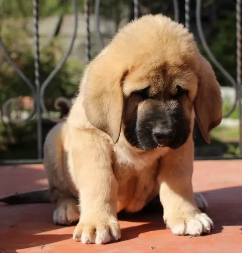 spanish mastiff puppy - description