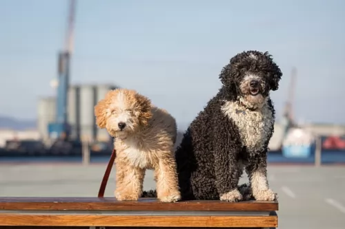 spanish water dog dogs - caring