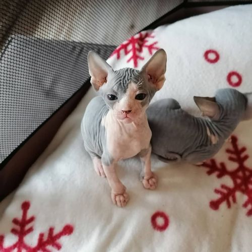 Beautiful Sphynx Kittens for Adoption