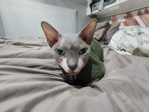 Beautiful Male Donskoy Sphynx 2 yrs old