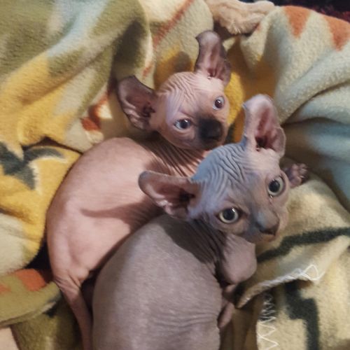 Sphynx kittens