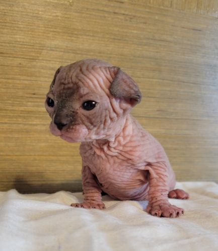 Sphynx Kittens arrived!