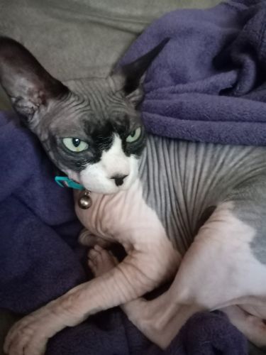 Sphynx cat for sale