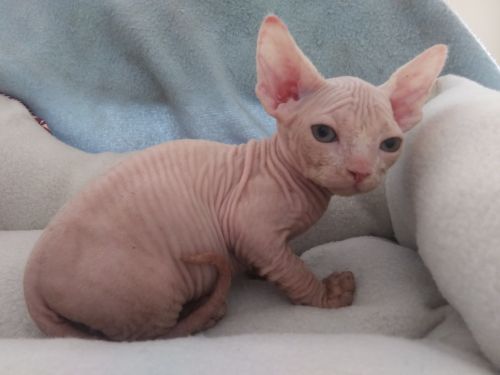 Caesar. Kitten Sphinx.