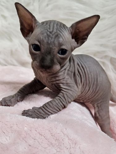 Sphynx Cats for sale in Trenton, GA 30752, USA. price: NA