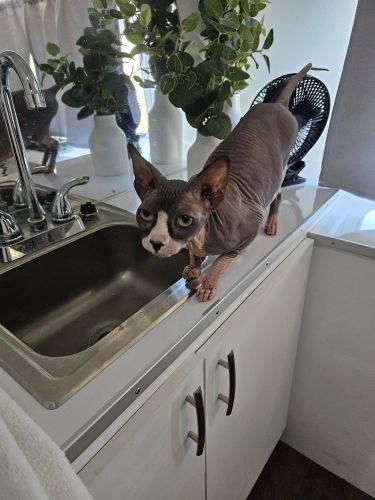 Sphynx cat hairless female