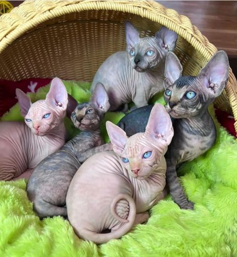Sphynx Kittens Available Now