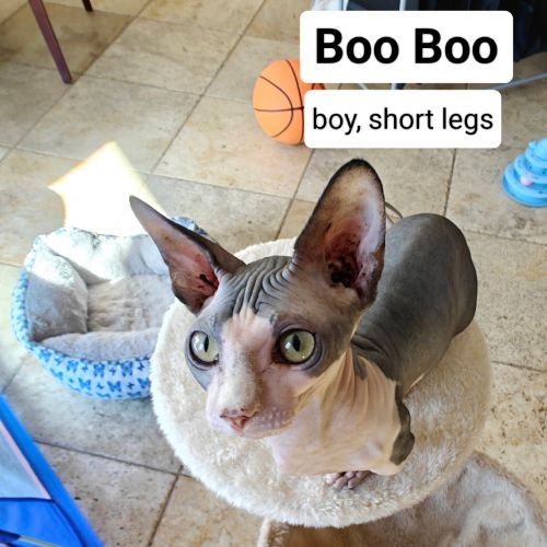 SPHYNX Kitten & Cats