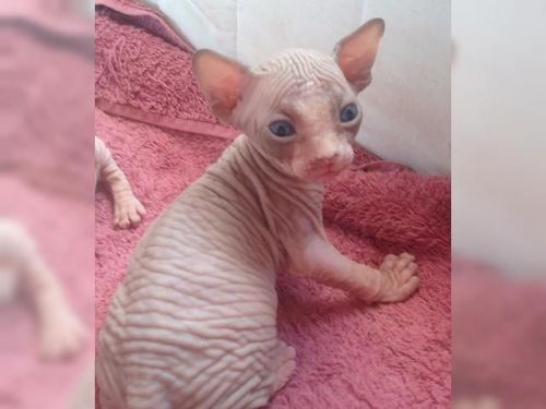 Cute Sphynx Cats Looking For New Family
