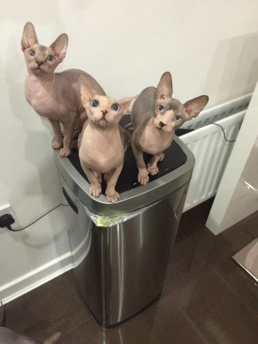 Beautiful Full Sphynx Black And Cream Kittens
