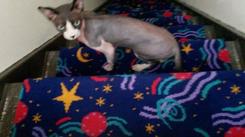 Canadian Sphynx Kittens