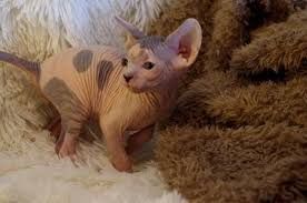 Grey Sphynx Kitten for Adoption