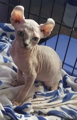 Elf Sphynx Male Kittens (not neutered)