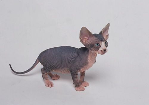Beautiful Sphynx kittens