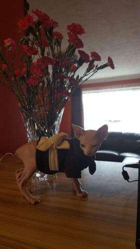 Two Pedigree Boys For Sale