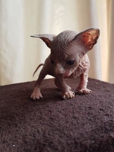 sphynx kittens