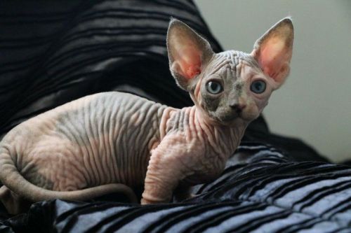 Sphynx kittens