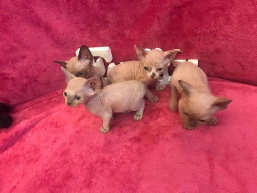 Sphynx Kittens For Sale 3 Girls And 1 Boy