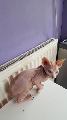 NEW!!!! Elite fluffy Sphynx Kittens - 12wks/Text or call ***