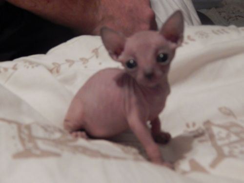 Beautiful Hcm/pkd Blue Eyes Fluffy Sphynx