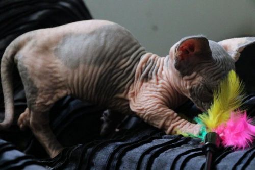 Sphynx kittens ready