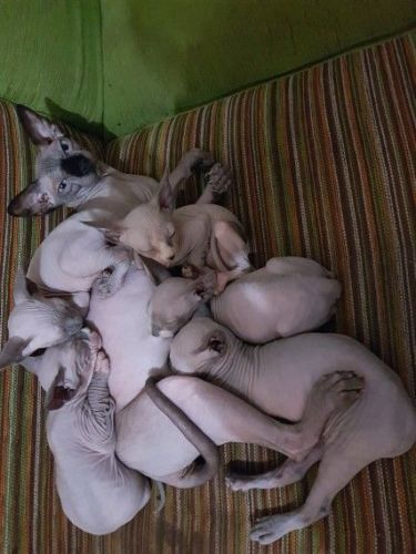 Sphynx Cats for sale in South Carolina Ave SE, Washington, DC 20003, USA. price: $500