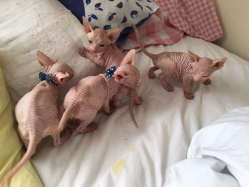 Stunning Sphynx Kittens for sale