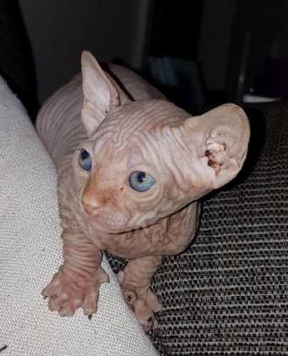 Pedigree Kittens 1 Female 3 Males(***) ***-***2