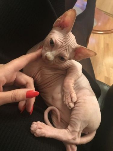 Canadian Sphynx For Sale(***) ***-***2