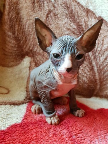 *** Beautiful Sphynx Kittens**(***) ***-***2