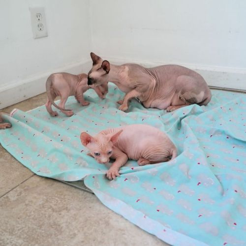 Cute Sphynx Kittens For Sale