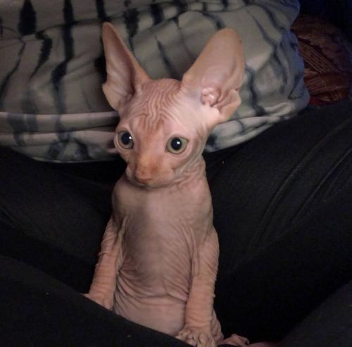 SPHYNX KITTENS
