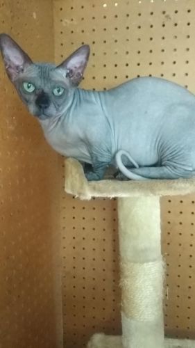 Extremely Friendly Canadian Sphynx Kittens