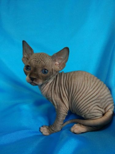 Orange and white Canadian Sphynx Kittens