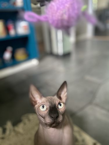 Russian Sphynx cat