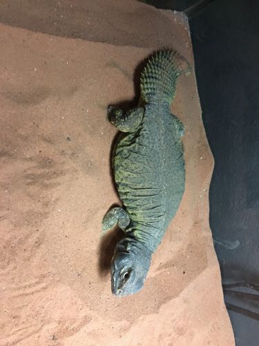 Spiny-tailed monitor Reptiles for sale in Commerce City, CO 80022, USA. price: $300