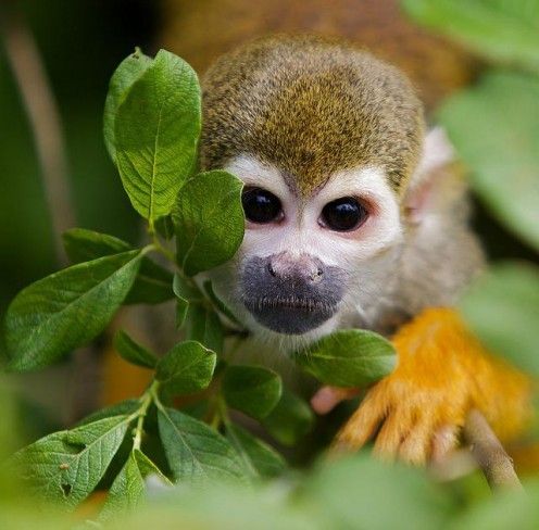 Squirrel Monkey For Sale