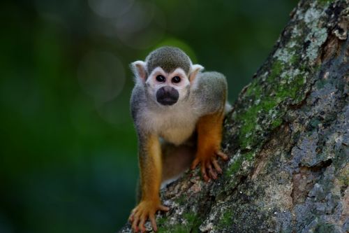 Squirrel monkey health and care
