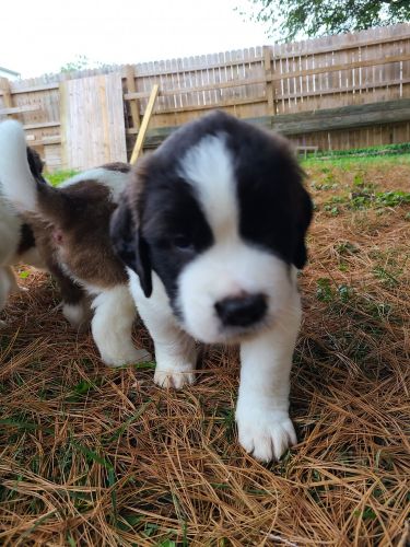 Full Breed Saint Bernard Puppies