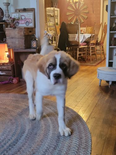 st bernard puppy