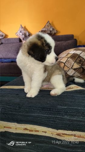 Saint Bernard for Sale