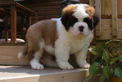 Knowlegeble Homes Only!saint Bernard Puppies
