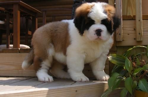 Saint Bernard puppies for sale